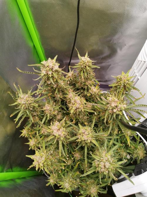 Strawnana. Week 12 - 23.01