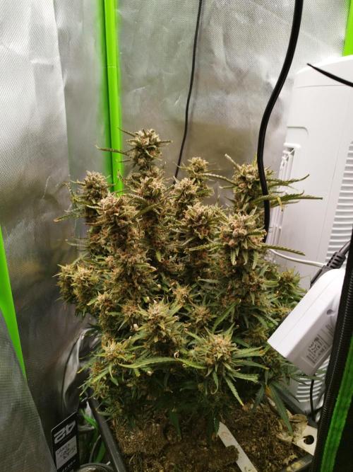 Strawnana. Week 12 - 23.01