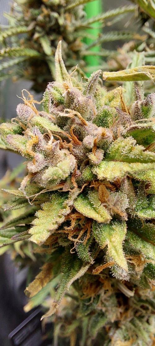 Strawnana. Week 12 - Pree harvest