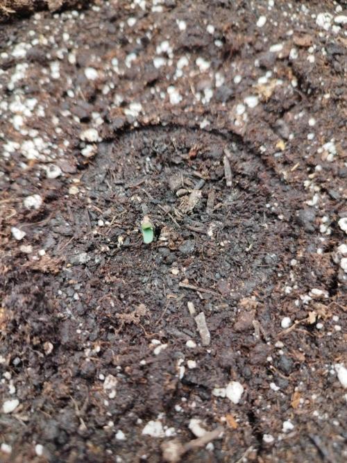 Cherry Cola RF3. Week 0 - 28.01.(0,5)