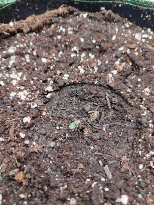 Cherry Cola RF3. Week 0 - 29.01.(1)