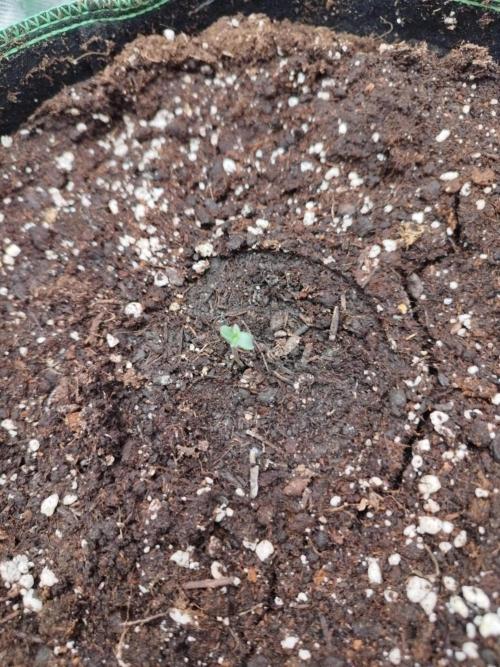 Cherry Cola RF3. Week 0 - 30.01.(2)