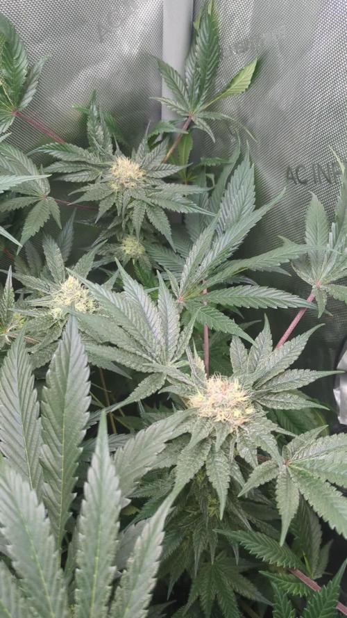 Croptober