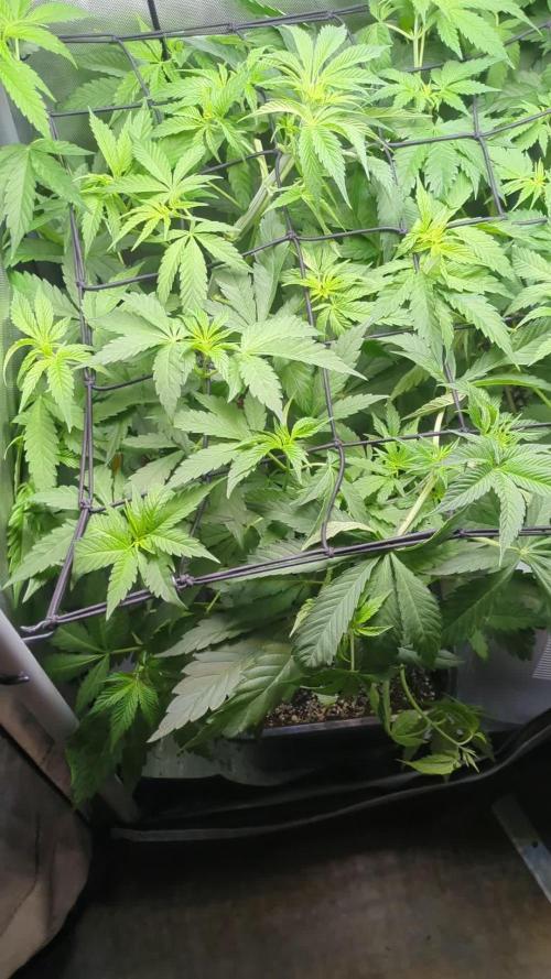 Croptober