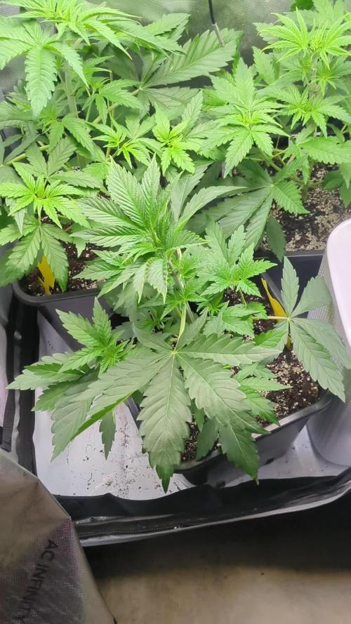 Croptober