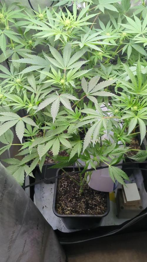 Croptober