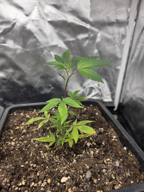 Black Runtz. Week 2 - Erholen sich langsam