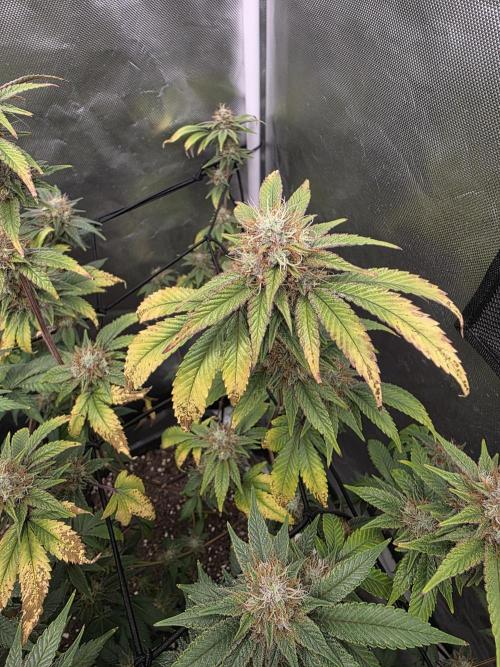 Black Runtz. Week 10