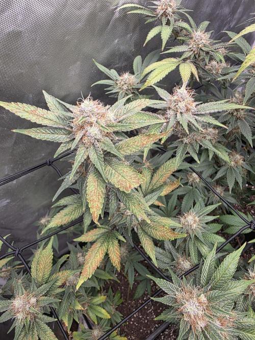 Black Runtz. Week 10