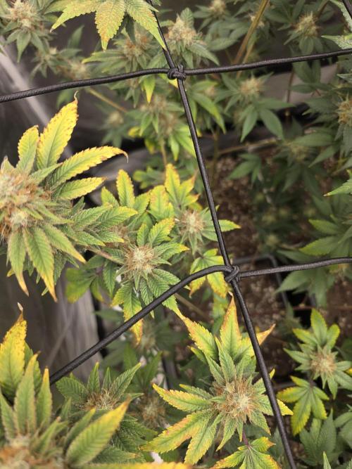 Black Runtz. Week 10