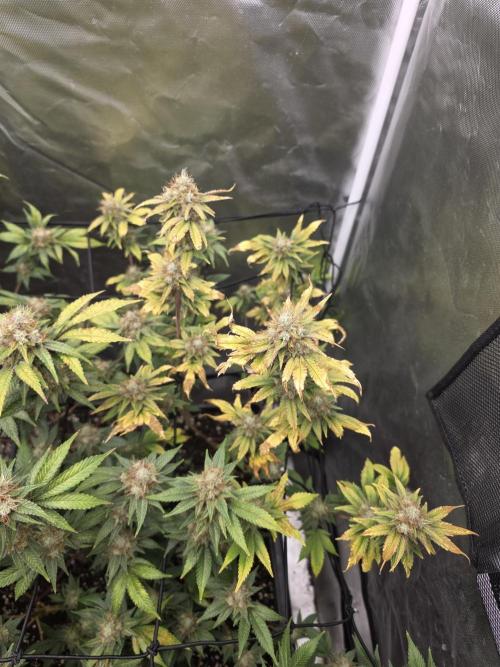 Black Runtz. Week 11