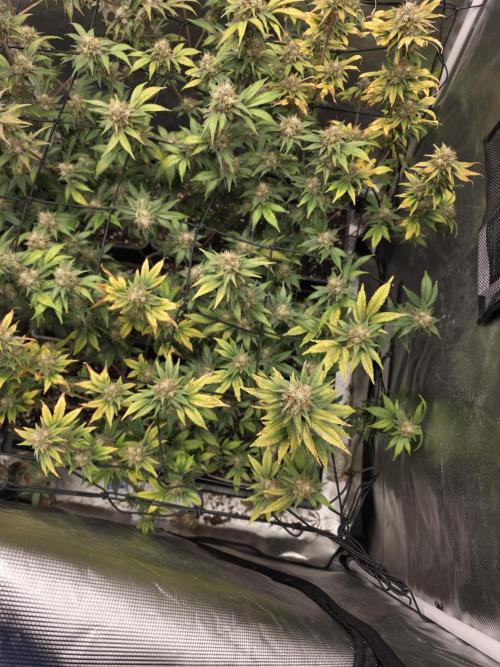 Black Runtz. Week 11