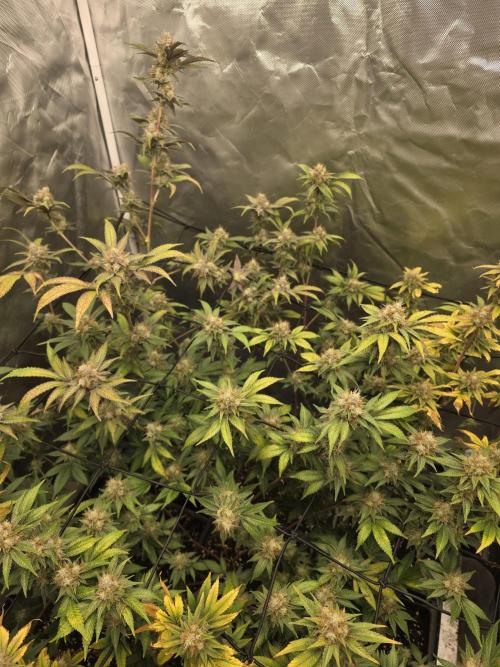 Black Runtz. Week 11