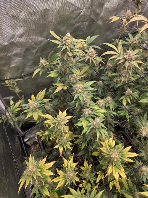 Black Runtz. Week 11