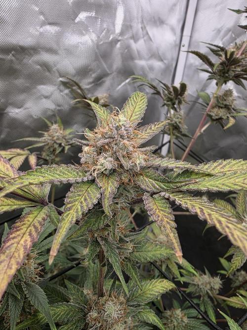 Black Runtz. Week 11