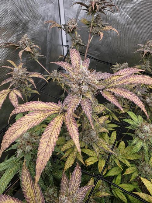 Black Runtz. Week 12