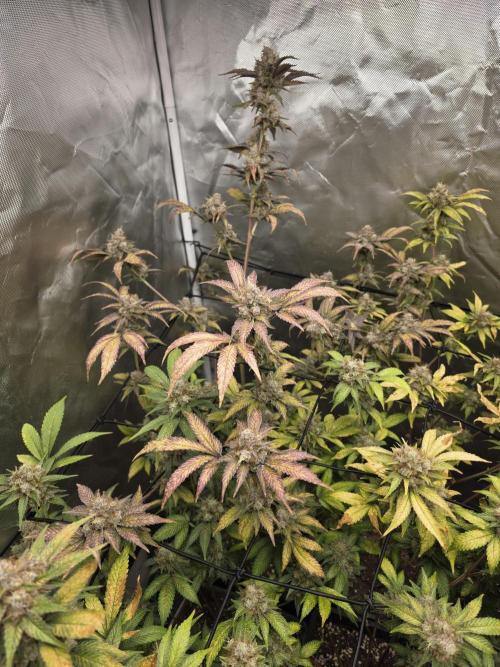 Black Runtz. Week 12