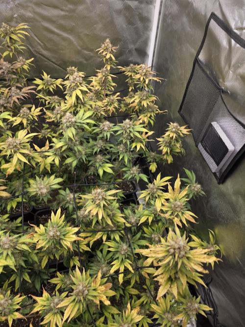 Black Runtz. Week 12