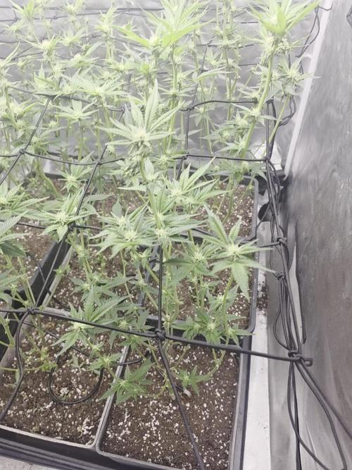 Bluzcotti Vaders Cut