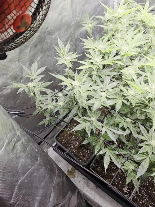 Bluzcotti Vaders Cut