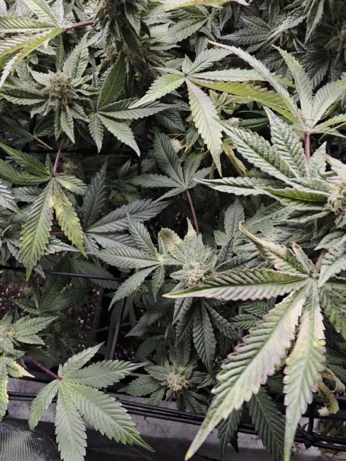 Bluzcotti Vaders Cut