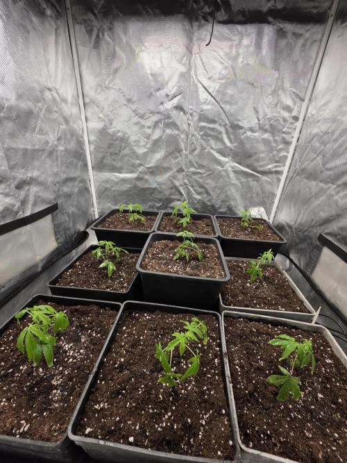 Bluzcotti Vaders Cut. Week 1