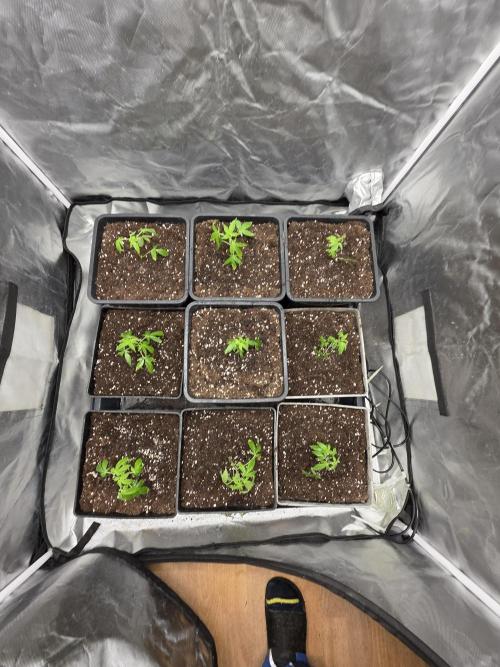 Bluzcotti Vaders Cut. Week 1