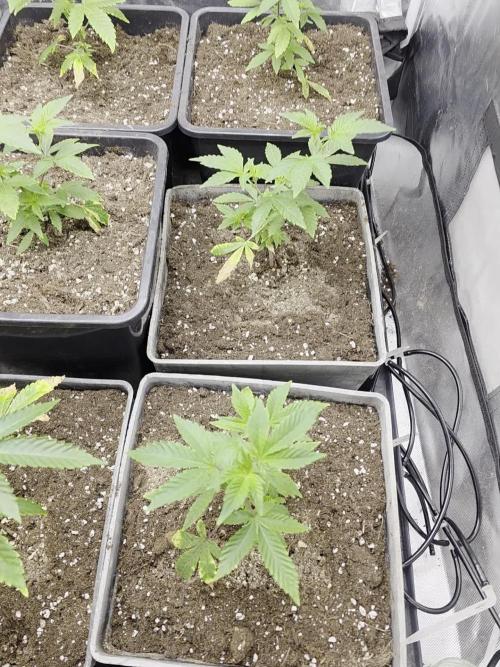 Bluzcotti Vaders Cut