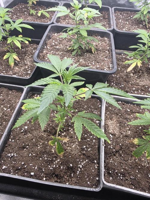 Bluzcotti Vaders Cut. Week 2