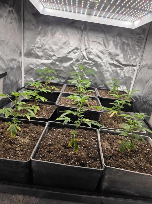 Bluzcotti Vaders Cut. Week 2