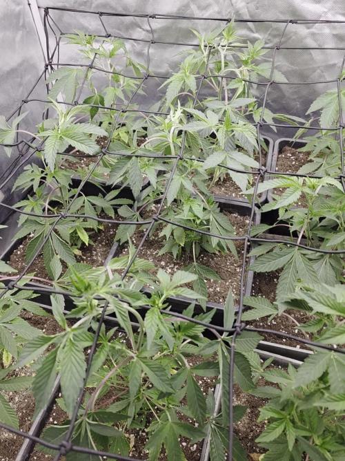 Bluzcotti Vaders Cut