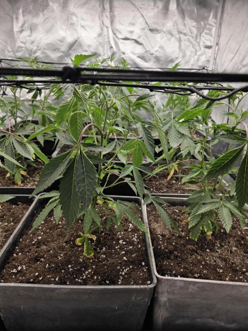 Bluzcotti Vaders Cut. Week 3