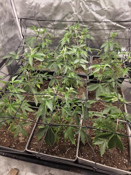 Bluzcotti Vaders Cut. Week 3
