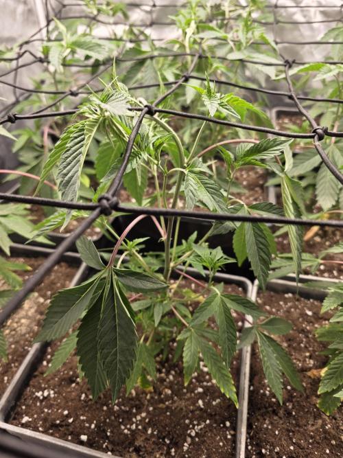 Bluzcotti Vaders Cut. Week 3