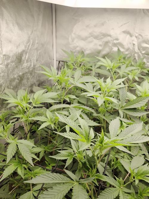 Bluzcotti Vaders Cut