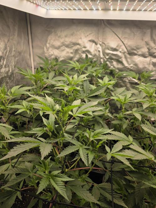 Bluzcotti Vaders Cut. Week 4