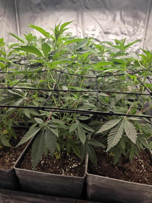 Bluzcotti Vaders Cut. Week 4