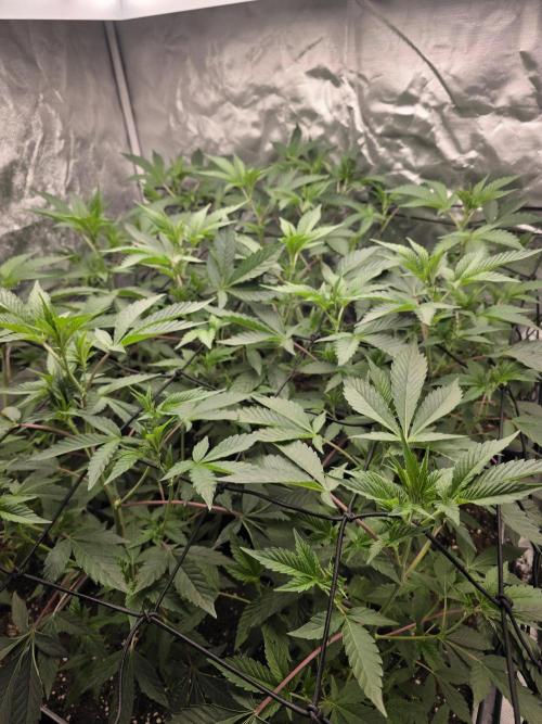 Bluzcotti Vaders Cut. Week 4