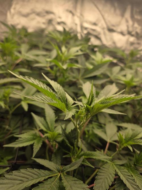 Bluzcotti Vaders Cut. Week 4