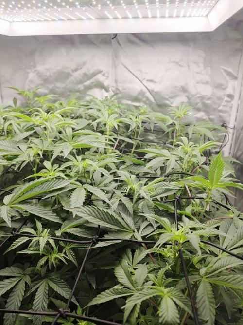 Bluzcotti Vaders Cut