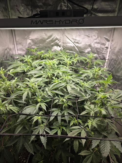 Bluzcotti Vaders Cut. Week 5