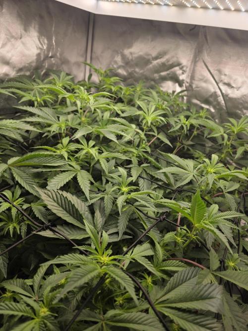 Bluzcotti Vaders Cut. Week 5