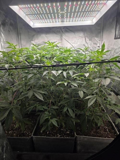 Bluzcotti Vaders Cut. Week 5