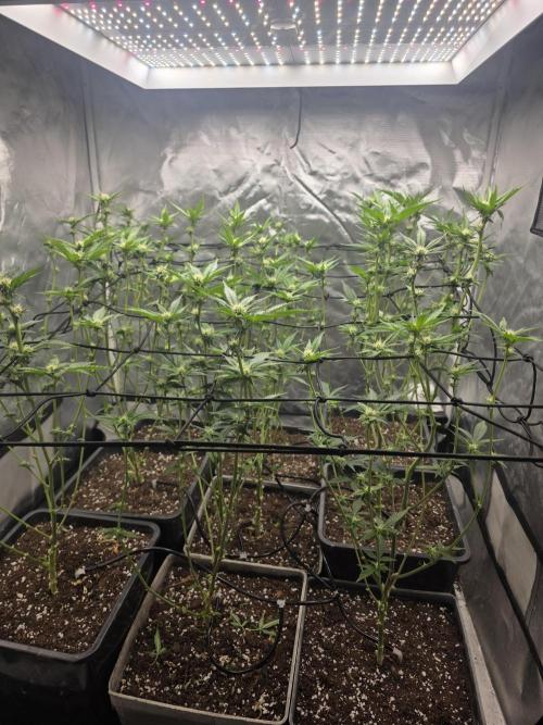 Bluzcotti. Week 7