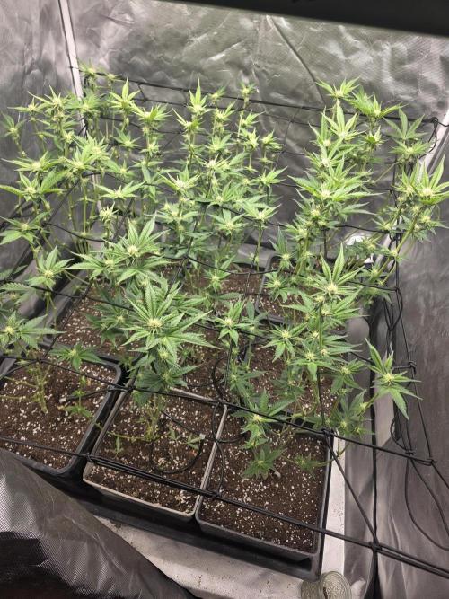 Bluzcotti Vaders Cut. Week 6