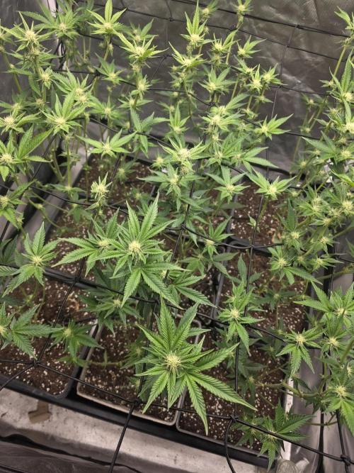 Bluzcotti Vaders Cut. Week 6