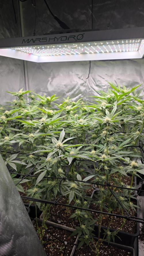 Bluzcotti Vaders Cut. Week 7