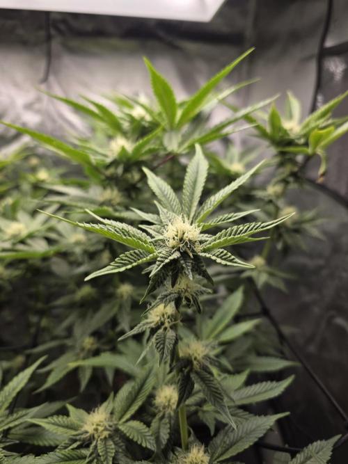 Bluzcotti Vaders Cut. Week 7