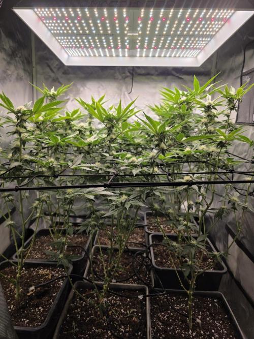 Bluzcotti Vaders Cut. Week 7