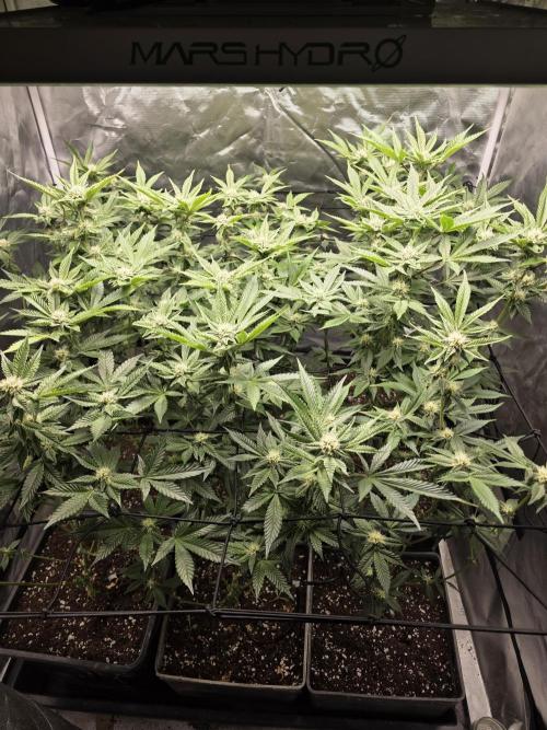 Bluzcotti Vaders Cut. Week 7